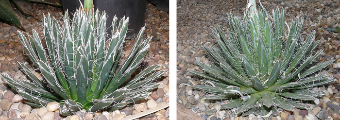 0613 Two agave