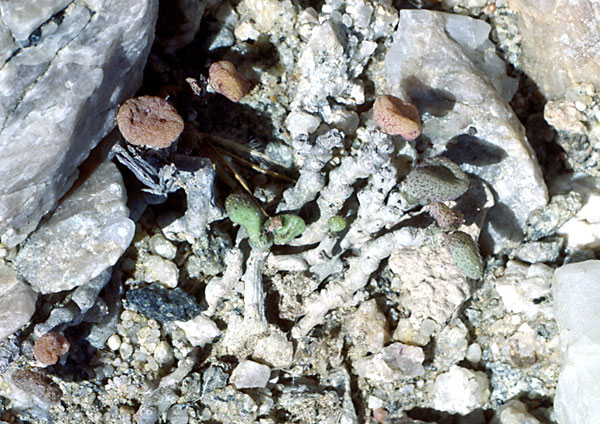 Fig. 2: T. schaeferianus with a sheltering stone removed, Luderitz Bay, Oct 1986.