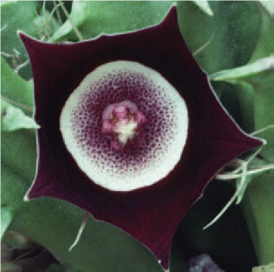 Fig. 13 Huernia oculata - Bill Weightman