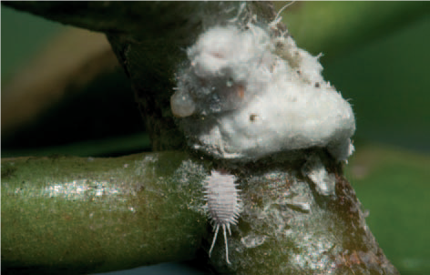 Fig. 2 Mealy bug on a Cotyledon pedicel - Roy Mottram