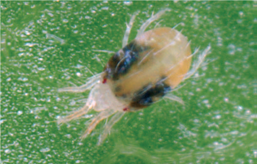 Fig. 4 Red spider mite highly magnified
