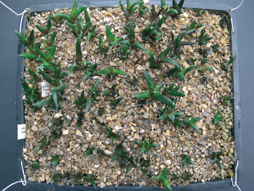 Fig. 5 14-month-old seedlings of a very slow-growing genus, Ariocarpus, in a seed tray with wire hoops and grit on the surface. Note the ideal deep green colour of the seedlings with a little purple - David Quail