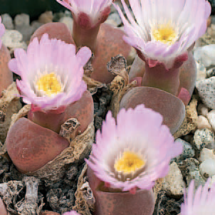 Fig. 6 Conophytum friedrichiae - Andy Young