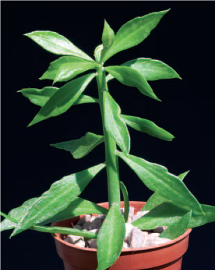 Fig. 7 Pereskiopsis rootstock- John Miller