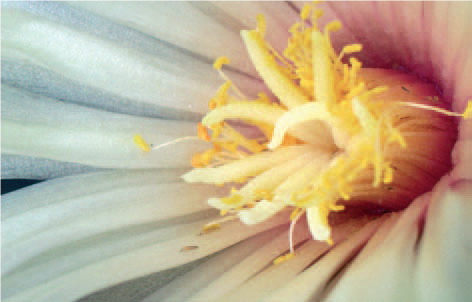 Fig. 7 WFT on the petals and stamens of a Coryphantha flower - Alice Vandon Bon