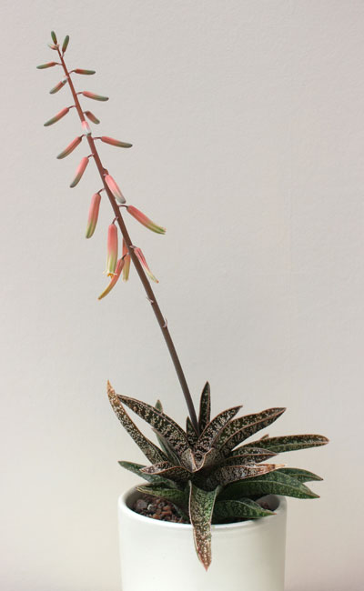 Fig. 1  xGastonialoe ‘Gordon Rowley’ in glorious flower in a 9cm diameter pot