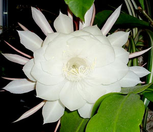 This is an Epiphyllum. You can see from the picture that it has broad, flat stems that look like leaves.