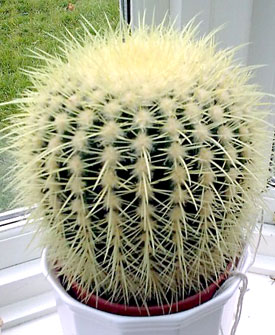 This is a Golden Barrel cactus (Echinocactus grusonii) growing on a windowsill.