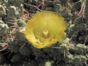 Small opuntia in flower,