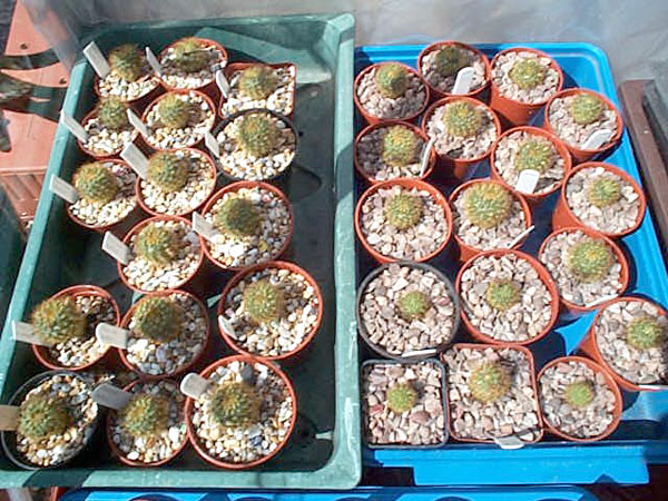 Fig. 1 Circa 2000. An early sowing of Frailea seedlings potted up for sale.