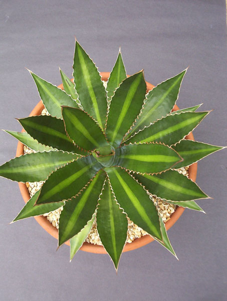Fig. 2 Agave lophantha showing the attractive symmetrical rosette