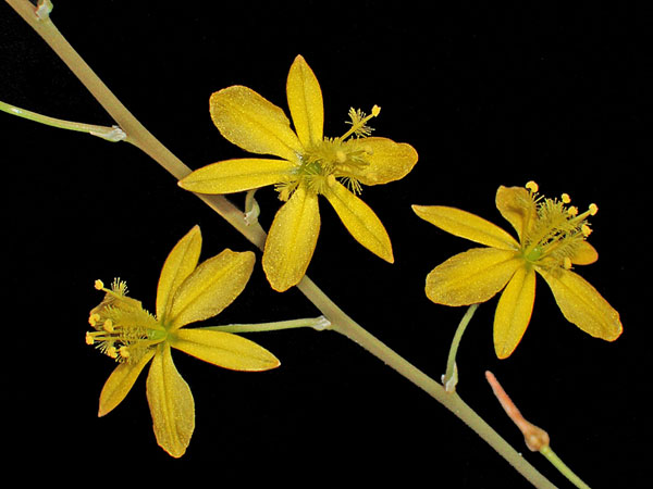 Fig. 3 Bulbine mesembryanthoides flower