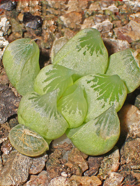 Fig. 1 Bulbine mesembryanthoides