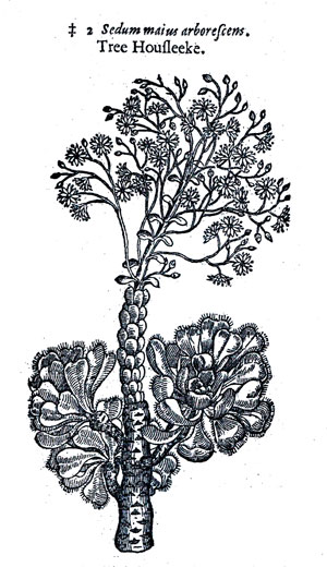 Fig. 1 Aeonium arboreum as it appeared in ‘The Herball or Historie of Plantes’