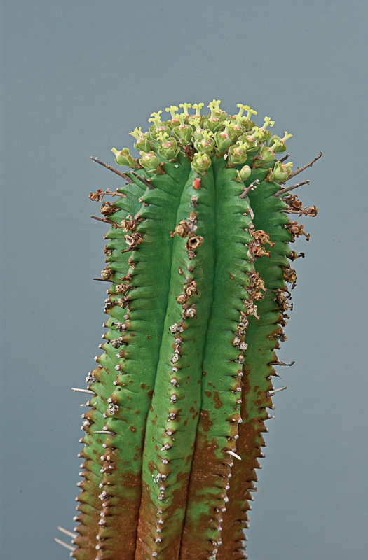 Euphorbia cereiformis - Roy Mottram