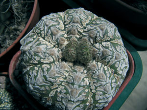 Fig. 4 Astrophytum asterias ‘Super Kabuto’ - Alice Vandon Bon