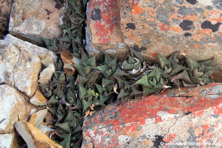 Haworthiopsis tessellata west of Klipdrif