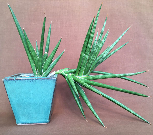 Fig. 1 Young plant of Sansevieria francisii in a 10cm pot.