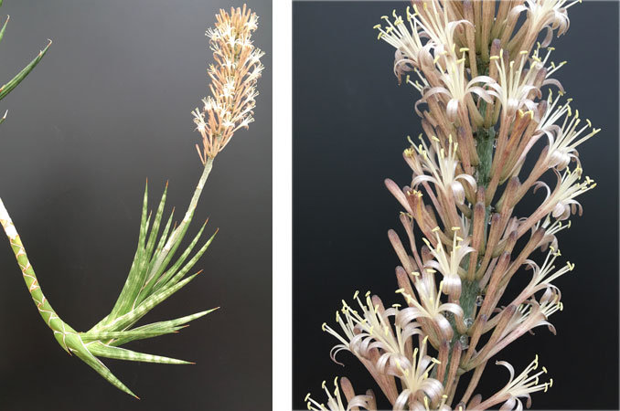Fig. 2 Flowering branch of Sansevieria francisii. Fig. 3 Close up of the flowers of Sansevieria francisii.