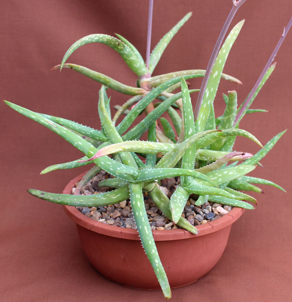 Fig. 1 Flowering clump of Aloe jacksonii in a 12.5cm diameter pot.