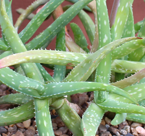 Fig. 2 Close up of a plant of Aloe jacksonii