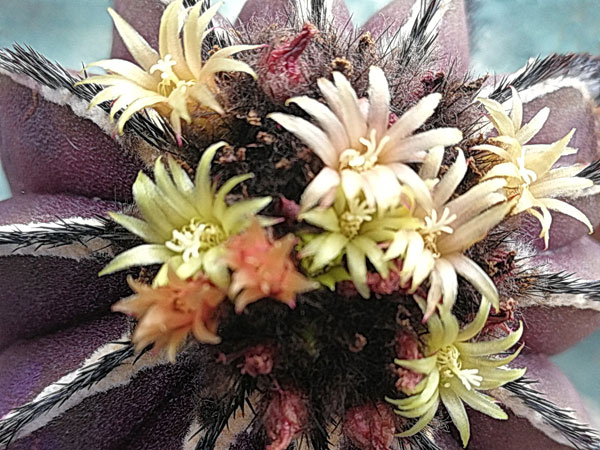 <i>Uebelmannia pectinifera</i> flowers