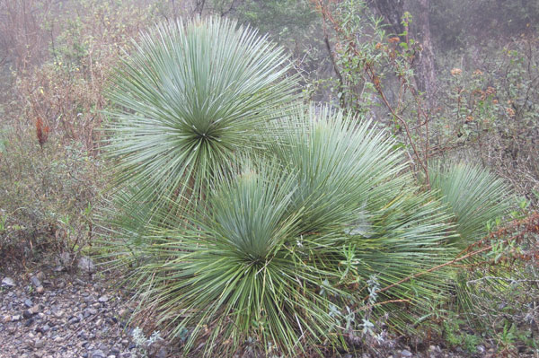 Fig. 1 Yucca linearifolia in habitat near Galeana