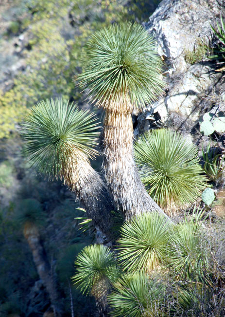 Fig. 2   Yucca linearifolia just east of Saltillo