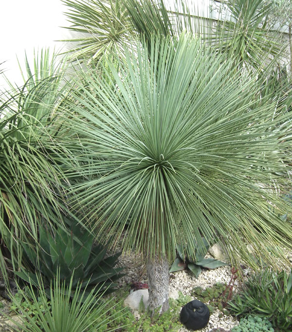 Fig. 3   A perfectly shaped Yucca linearifolia growing in a north Essex garden