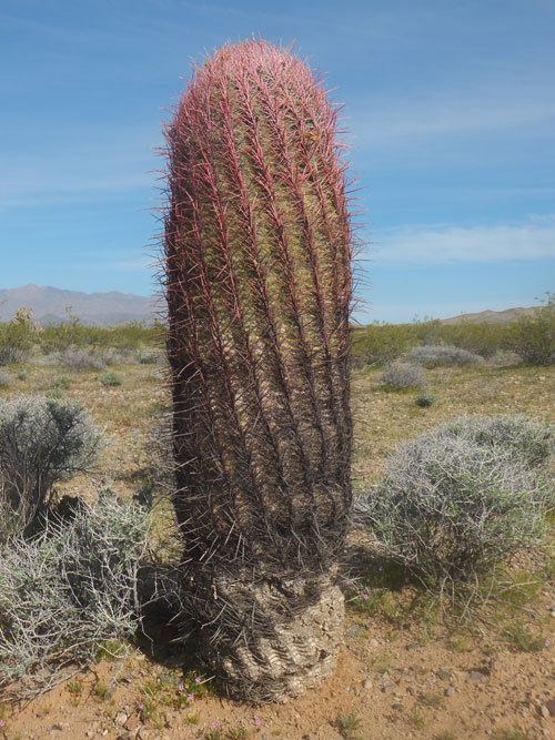 Fig. 1 Ferocactus cylindraceus can reach up to 3m in height.