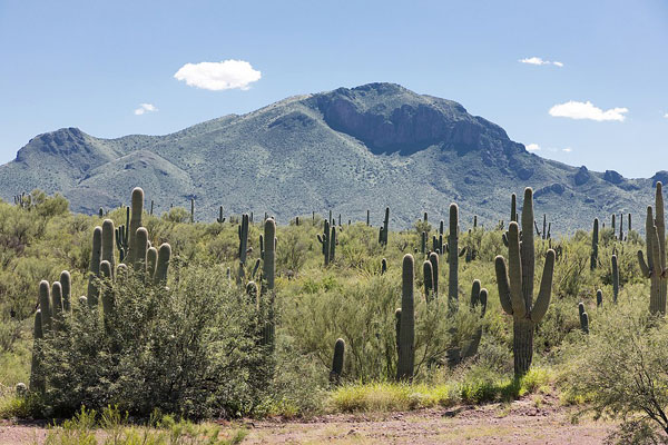 Fig. 1 Saguaro forest in Sonora. Photo: Tomas Castelazo Licensed under Creative Commons Attribution-Share Alike 4.0 International