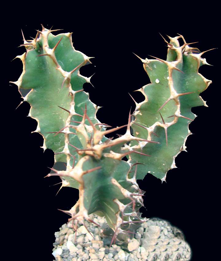 <i>Euphorbia perangusta</i>