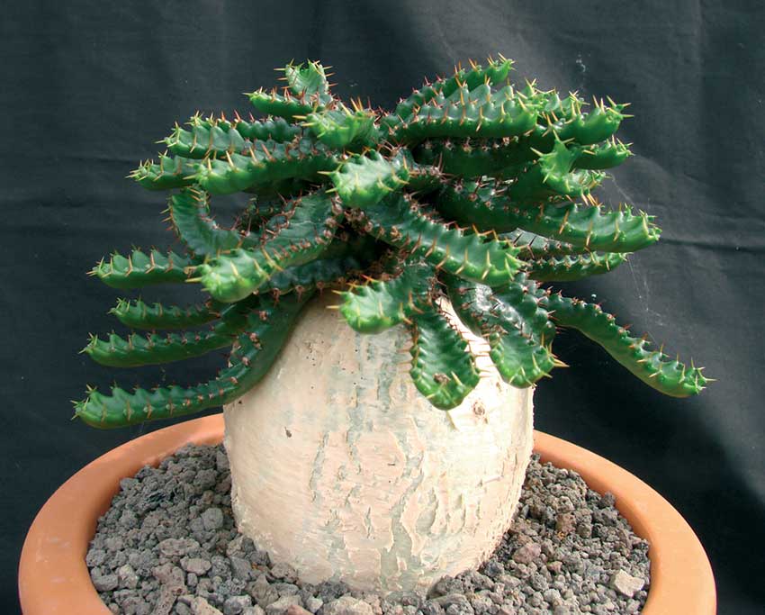 <i>Euphorbia stellata</i>