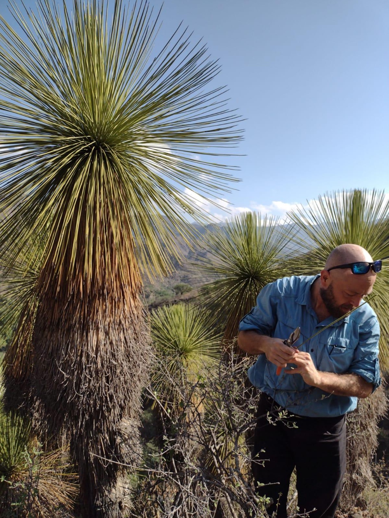 Figure 1: Christopher Smith collecting data from Yucca queretaroensis plants in Guanajuato, Mexico.