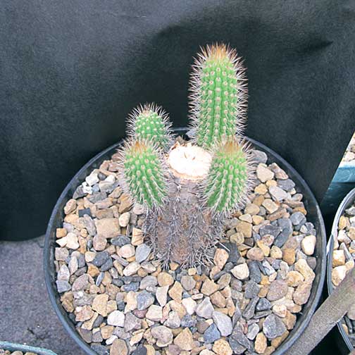 A columnar cactus <i>Cleistocactus reae</i> cut off near the base David Quail