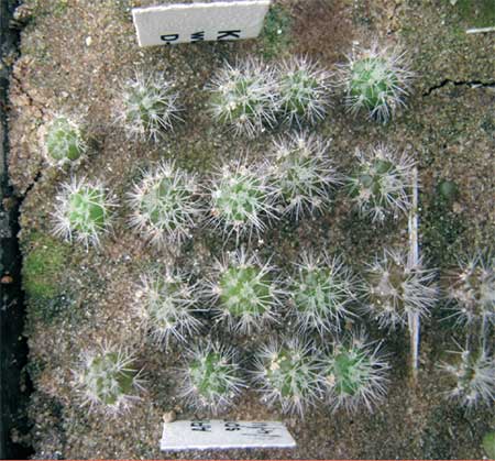 Fig.1 8 week-old seedlings