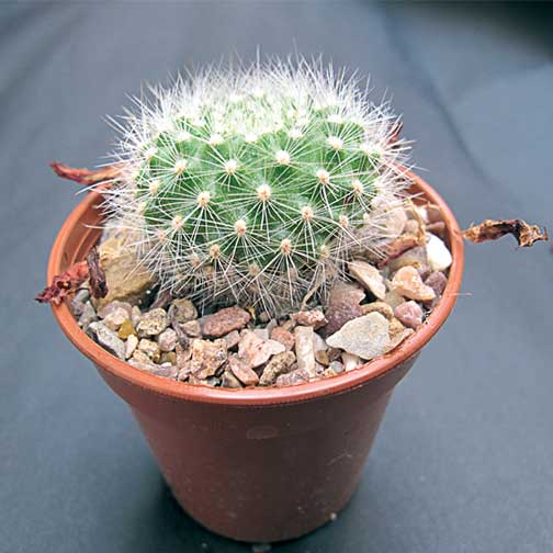 How a small Rebutia plant should look David Quail