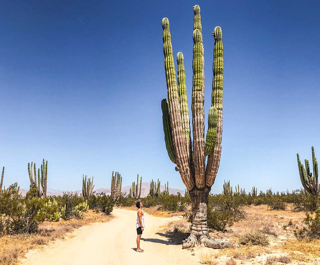 The Tallest Cactus
