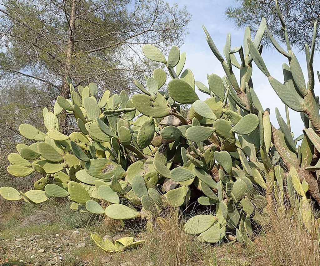 The Most Common Cactus