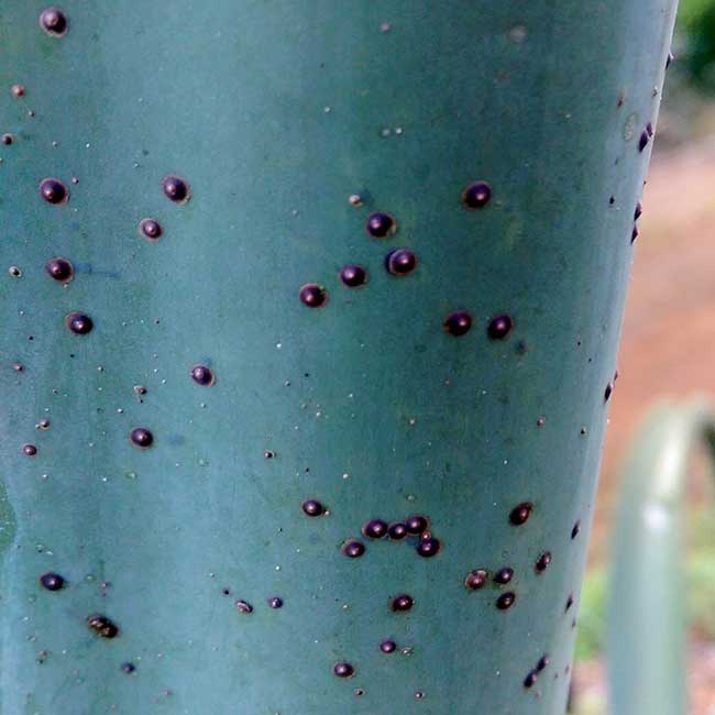 Scale insects on <i>Agave</i>