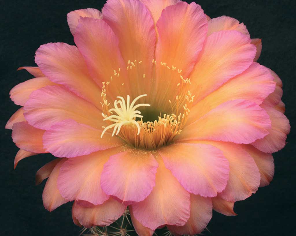 Echinopsis unnamed