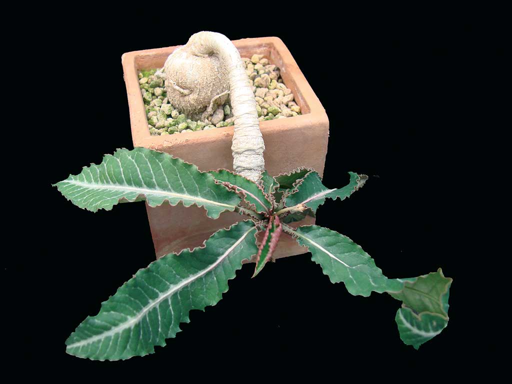 Euphorbia cremersii