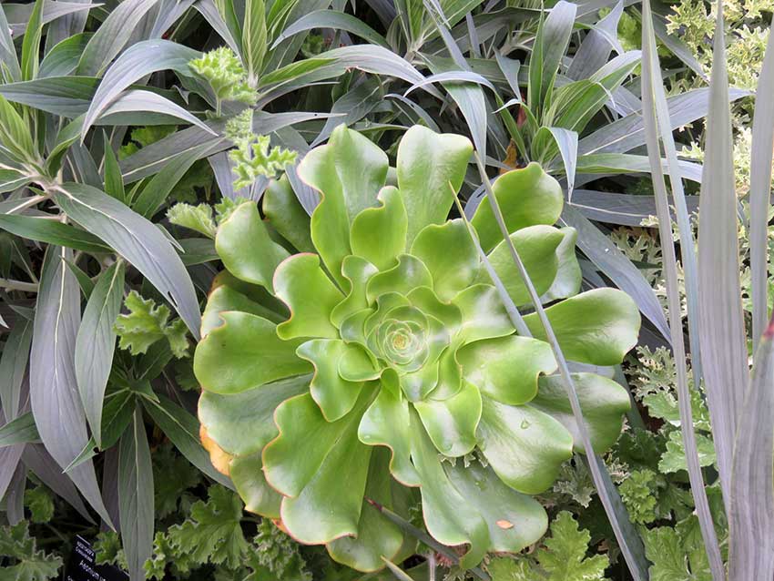 Subtropicana garden Aeonium