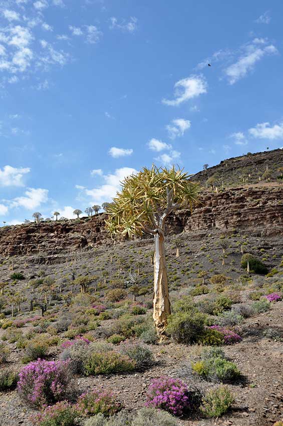 <i>Aloe (Aloidendron) dichotoma</i> in the Kokerboom forest Dr. Hazel Taylor