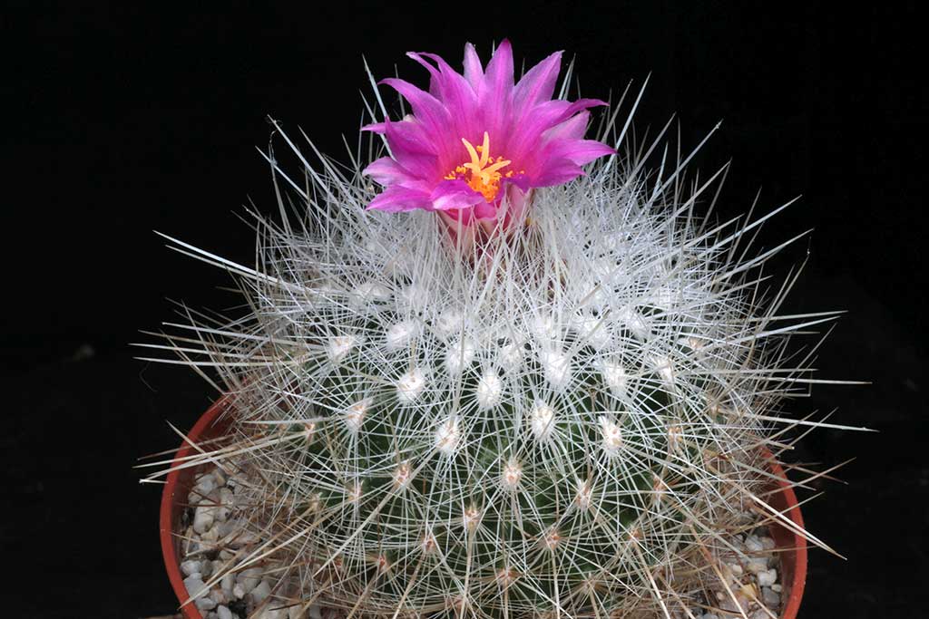 The pink flowers of T. macdowellii contrast well with the white spines