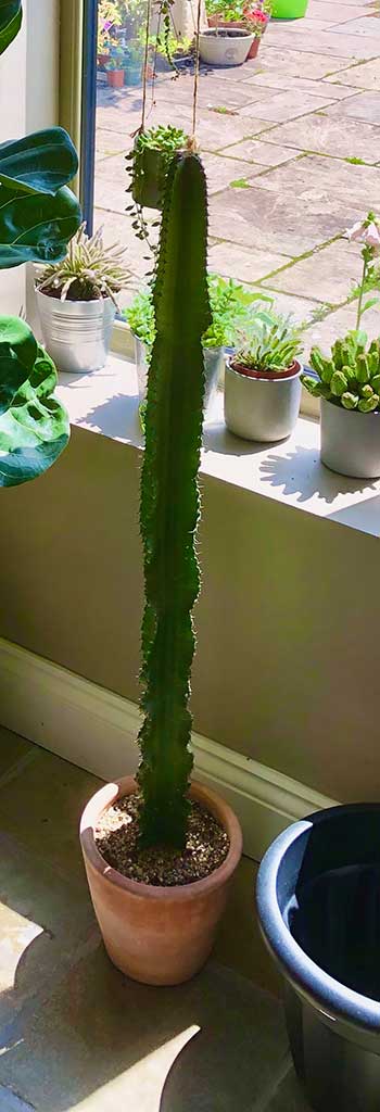 <i>Euphorbia ingens</i> a green 'pole' in a pot